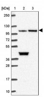 Anti-MAP10 antibody produced in rabbit