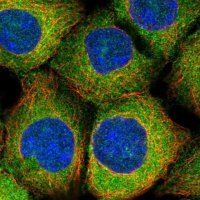 Anti-MAP1S antibody produced in rabbit 