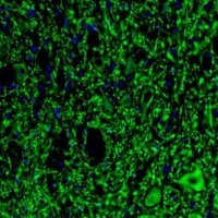 Anti-MAP2 antibody produced in rabbit 