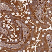 Anti-MAP2K2 antibody produced in rabbit