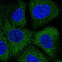 Anti-MAP2K2 antibody produced in rabbit