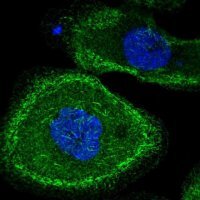 Anti-MAP3K10 antibody produced in rabbit 