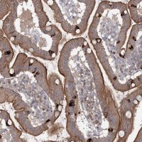 Anti-MAP3K13 antibody produced in rabbit 