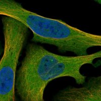 Anti-MAP3K2 antibody produced in rabbit 