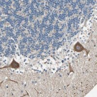 Anti-MAP3K21 antibody produced in rabbit 