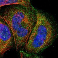 Anti-MAP3K21 antibody produced in rabbit 