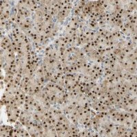 Anti-MAP3K4 antibody produced in rabbit