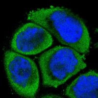 Anti-MAP3K4 antibody produced in rabbit