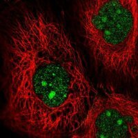 Anti-MAP3K9 antibody produced in rabbit