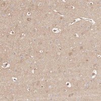 Anti-MAPK1 antibody produced in rabbit HPA030069-100UL