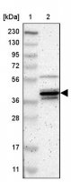 Anti-MAPK13 antibody produced in rabbit 