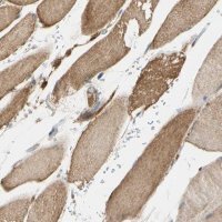 Anti-MAPK3 antibody produced in rabbit HPA005700-100UL