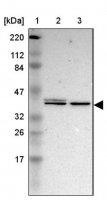 Anti-MAPK3 antibody produced in rabbit HPA005700-100UL