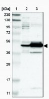 Anti-MAPK4 antibody produced in rabbit HPA007461-100UL