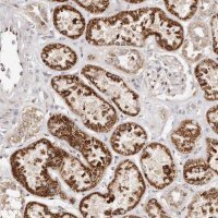 Anti-MAPK6 antibody produced in rabbit 