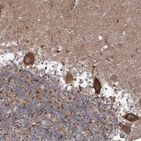 Anti-MAPK8IP2 antibody produced in rabbit 