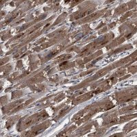 Anti-MAPKAP1 antibody produced in rabbit 