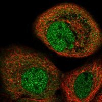 Anti-MAPKAP1 antibody produced in rabbit 