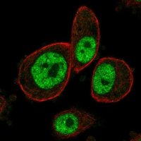 Anti-MAPKAPK3 antibody produced in rabbit 