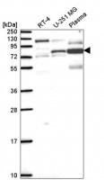 Anti-MAPT antibody produced in rabbit 