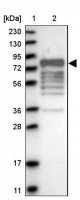 Anti-MARK3 antibody produced in rabbit 