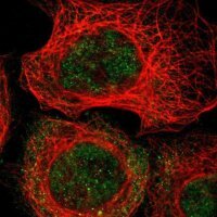 Anti-MAST4 antibody produced in rabbit 
