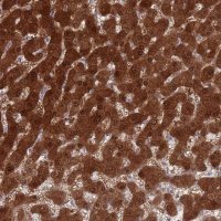 Anti-MAT1A antibody produced in rabbit 