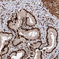 Anti-MATR3 antibody produced in rabbit HPA036564-100UL