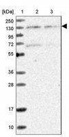 Anti-MATR3 antibody produced in rabbit HPA036564-100UL