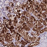 Anti-MB21D2 antibody produced in rabbit 