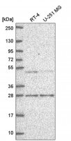 Anti-MBD2 antibody produced in rabbit 