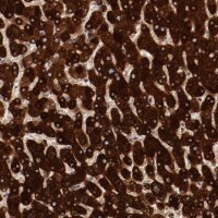 Anti-MBL2 antibody produced in rabbit 