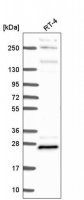 Anti-MBP antibody produced in rabbit 
