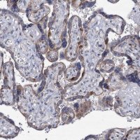 Anti-MCMBP antibody produced in rabbit