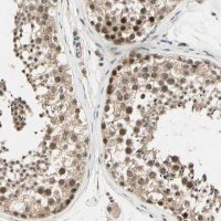 Anti-MCPH1 antibody produced in rabbit 