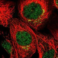 Anti-MDFIC antibody produced in rabbit