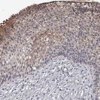 Anti-MDN1 antibody produced in rabbit 