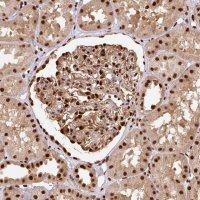 Anti-MECOM antibody produced in rabbit 