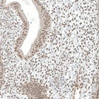 Anti-MED20 antibody produced in rabbit 