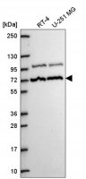 Anti-MED25 antibody produced in rabbit