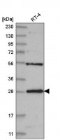 Anti-MED6 antibody produced in rabbit 