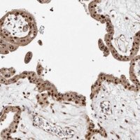 Anti-MED8 antibody produced in rabbit 