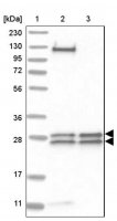 Anti-MED8 antibody produced in rabbit 