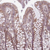 Anti-MEGF6 antibody produced in rabbit 