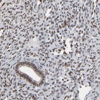 Anti-MEIS2 antibody produced in rabbit 