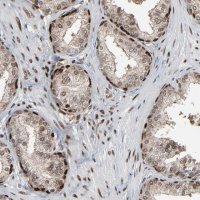Anti-MEIS2 antibody produced in rabbit 