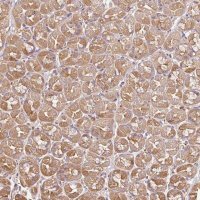 Anti-METAP1 antibody produced in rabbit 