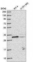Anti-METTL1 antibody produced in rabbit