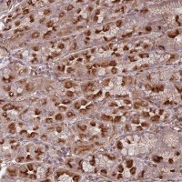 Anti-METTL10 antibody produced in rabbit 