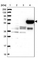 Anti-METTL25 antibody produced in rabbit 
